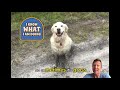 The fascinating reason behind dogs rolling in sh*t!