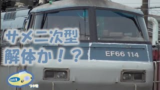 【ブタ電】サメ二次型 解体か！？