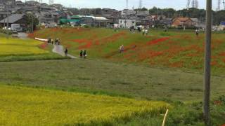 「ごんぎつねの里」の彼岸花