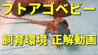 フトアゴヒゲトカゲ　ベビーの飼育環境正解動画