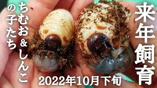 【カブトムシ飼育】幼虫 マット交換 来年の飼育メンバー選別 ちむお\u0026しんこ の子たち編 オスメス判別・体重測定