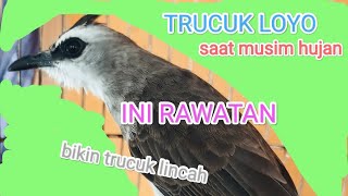 Cara Perawatan Trucuk Musim Hujan