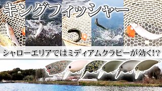 【冬・キングフィッシャー】シャローエリアではミディアムクラピーが効く【今井康仁】