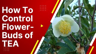 තේ ගස් වල ඇට මල් ඒම වලක්වා ගන්න හේතු 10 ක්  | How to to control Flower Buds of Tea Plants #Tea