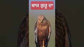 🦅ਚਿੜੀਆਂ ਦੇ ਨਾਲ ਬਾਜ਼ ਲੜਾਵਾਂ🦅 #trending #shorts