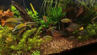 Linns 75g Rainbow tank