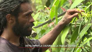 Développer la culture de la vanille en tribu