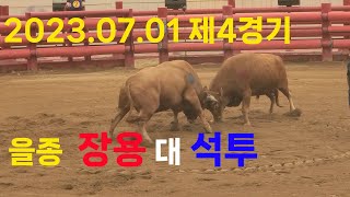 청도소싸움 2023.07.01 제4경기  을종  장용 / 석투