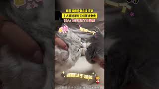 两只猫咪经常在家打架，主人直接抓住它们强迫亲亲，主人：怎么不叫了 继续呀#shorts