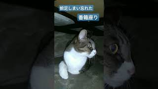 前足しまい忘れたまま香箱座りするウチの猫です　 #cat #猫のいる暮らし