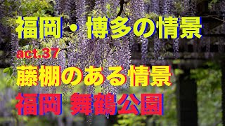 【4k】福岡・博多の情景 act.37・・・SONY α-7IVで捉えた『藤棚のある情景　福岡 舞鶴公園』