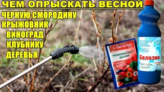 ЛЕЧЕБНО-ИСКОРЕНЯЮЩАЯ ОБРАБОТКА СМОРОДИНЫ,ДЕРЕВЬЕВ ВЕСНОЙ.ЕЩЕ В СССР ОБРАБАТЫВАЛИ ЭТИМ КОЛХОЗНЫЕ САДЫ