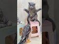 meow vs. quack a delightful display of feline and feathered frenemies claws vs quack 🥰🥰