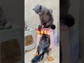 meow vs. quack a delightful display of feline and feathered frenemies claws vs quack 🥰🥰