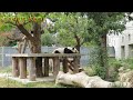 こうべのこどもたちにも大人気！！ 寝ているタンタン♥ 王子動物園