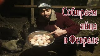 Собираем яйца в феврале