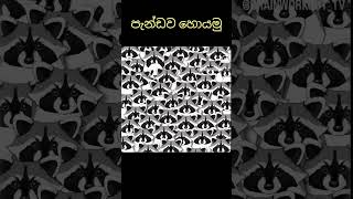 මෙතන ඉන්න 🐼 හොයමු| #puzzle #shorts ❤😍subscribe and 🔔👍