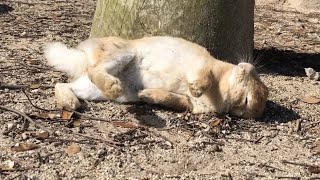 【超必見】野うさぎのゴロンが無防備すぎて超かわいい！