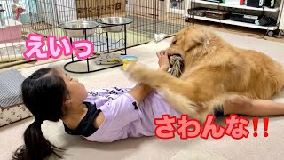 鼻を触りたい娘と触られたくない愛犬の終わりなき攻防戦【ゴールデンレトリバーとミニチュアダックスフンド】