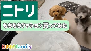 【ニトリ】もちもちクッションを購入！犬はどうする？