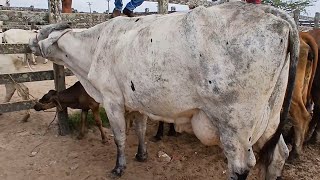 FEIRA DE VACAS LEITERAS CAPOEIRAS PERNAMBUCO 28 de fevereiro de 2025