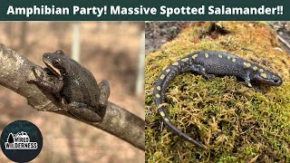 Spring Herping in Western Maryland! Massive Spotted Salamander and First Reptiles of the Year!