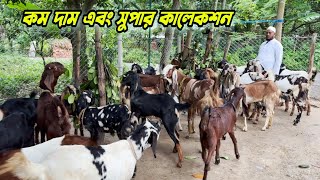 কম দাম সুপার কালেকশন বড় শাহীন ভাইয়ের ছাগলের বাণিজ্যিক খামারে #goatfarming #totaparigoat #goat