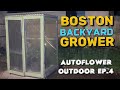 How To Grow Autoflower Cannabis Outdoor Blueberry Autoflowers Outdoor Ep.4