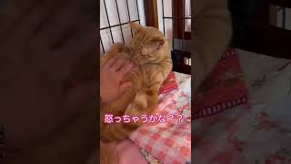 お腹を触ると怒る猫ちゃんもいるけど、、【#保護猫カフェさくら】#shorts