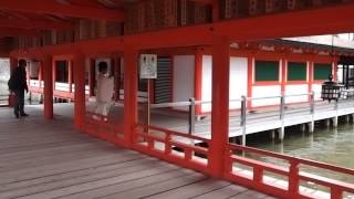 厳島神社　神官が歩く様子２