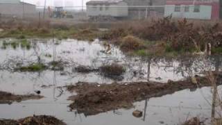 CWP Biological pond