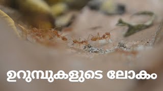 ഉറുമ്പുകളുടെ ലോകം