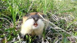 Angry Lemming Attac Camera - Sweden - Lappland - Sulitelma 2011