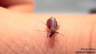 Mosquito sucks blood til explode!