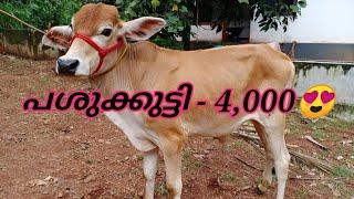 പശുക്കുട്ടികൾ 4,000 രൂപക്ക് 😍| pets for sale |Dog