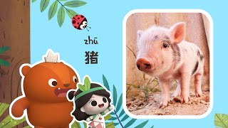 Early Learners | Pigs of Many Talents | Emmy\u0026GooRoo Nature Class | Kids Cartoons [SUBS]