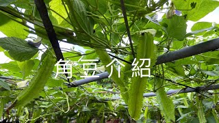 第二集 角豆介紹