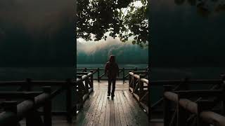 the life in a forest