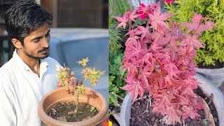 Maple plant propagation \u0026 care 🍁 मेपल के पौधे को लगाना और उसकी देखभाल