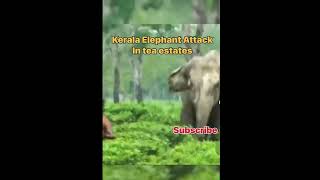 ആന കുത്താൻ വന്നപ്പോൾ Kerala Elephant attack கேரள யானை தாக்கு  #shorts