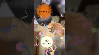 早よ行こ！🐕#雑種犬 #保護犬と暮らす