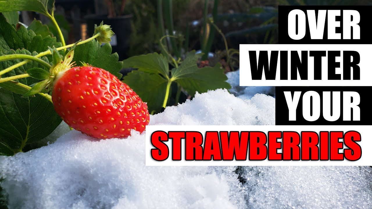 Winterizing Your Strawberry Plants - The Definitive Guide - YouTube