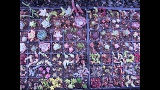 38 多肉植物　根出し・挿し芽　20190502