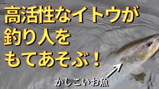 秋の気配漂うイトウの棲む川で、お魚に遊んでもらうというより、お魚にもてあそばれる釣り人【2021年10月初旬】