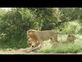 Lions! #bucketlisttravel #uniquestays #adventuretravel #travelmore #travelgoals 