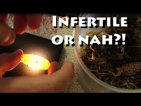 Leopard Gecko Eggs Infertile? Fertile? Leopard Gecko Eggs Infertile? Fertile?