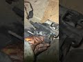 mercedes w123 alternator removal￼