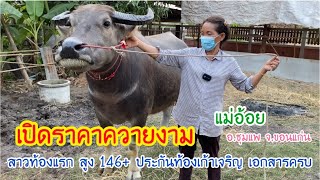 เปิดราคาควายงาม สาวท้องแรก สูง 146+ ประกันท้องเก้าเจริญ เอกสารครบ แม่อ้อย 062-8921045