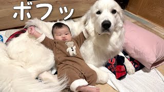 【赤ちゃん犬】生後4ヶ月の妹と遊び疲れて寝落ちしちゃう超大型犬が可愛い｜グレートピレニーズ