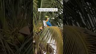 Successfully Drinking Coconut Water | Wild Smarty Macaw Parrot